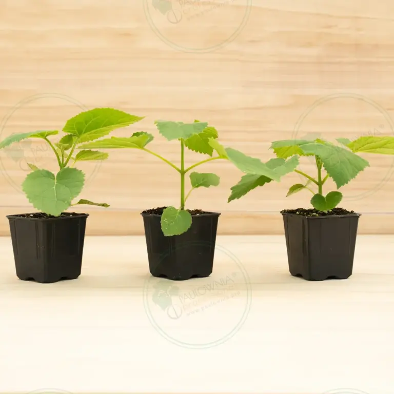 Paulownia Tomentosa – Pot 600 ml