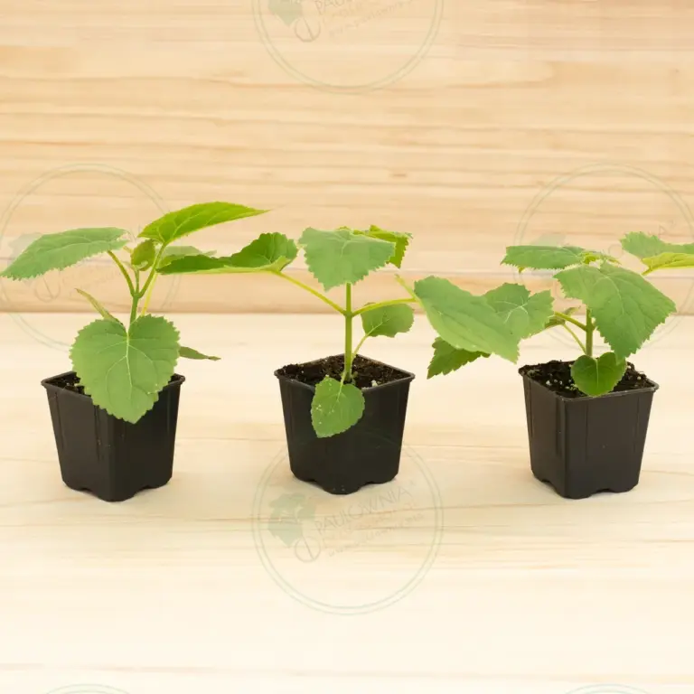 Paulownia Tomentosa – Pot 600 ml
