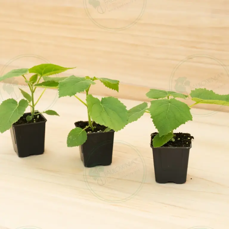Paulownia Tomentosa – Pot 600 ml