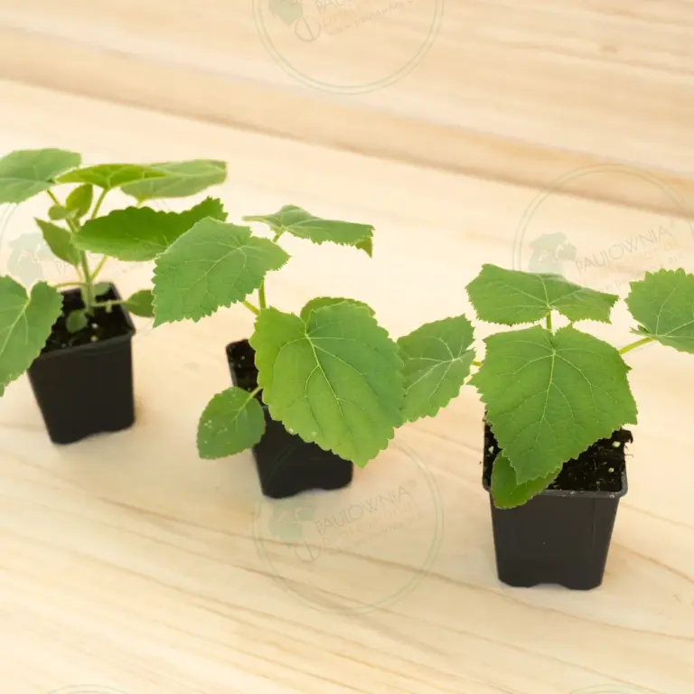 Paulownia Tomentosa – Pot 600 ml