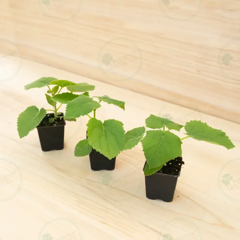 Paulownia Tomentosa – Pot 600 ml