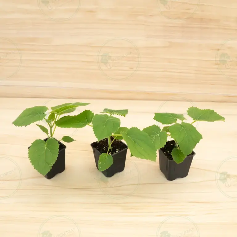 Paulownia Tomentosa – Pot 600 ml