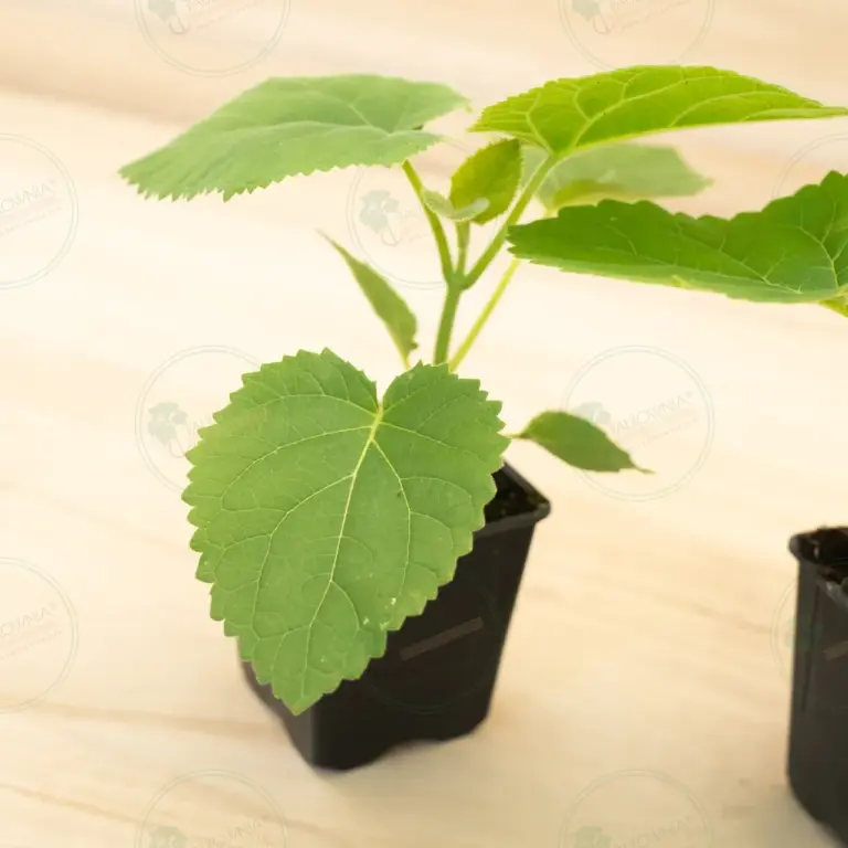 Paulownia Tomentosa – Pot 600 ml