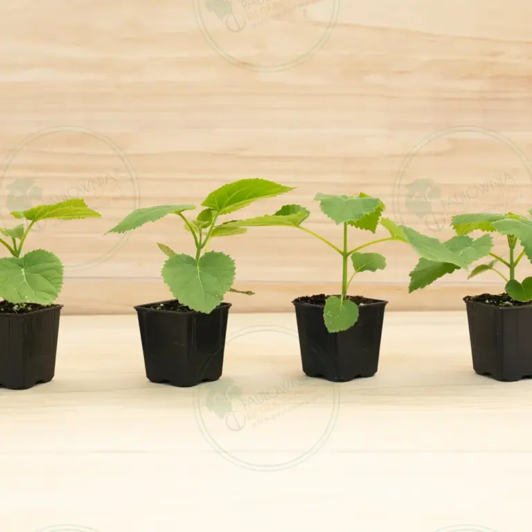 Paulownia Tomentosa – Pot 600 ml
