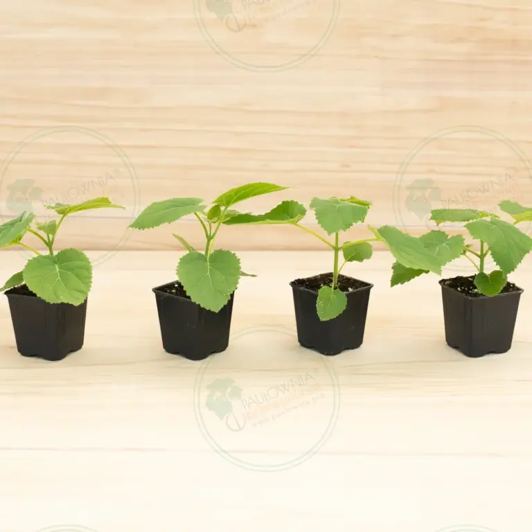 Paulownia Tomentosa – Pot 600 ml