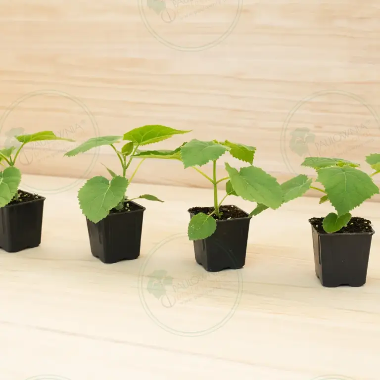 Paulownia Tomentosa – Pot 600 ml