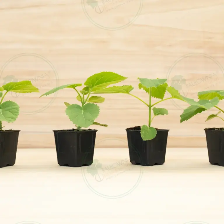 Paulownia Tomentosa – Pot 600 ml