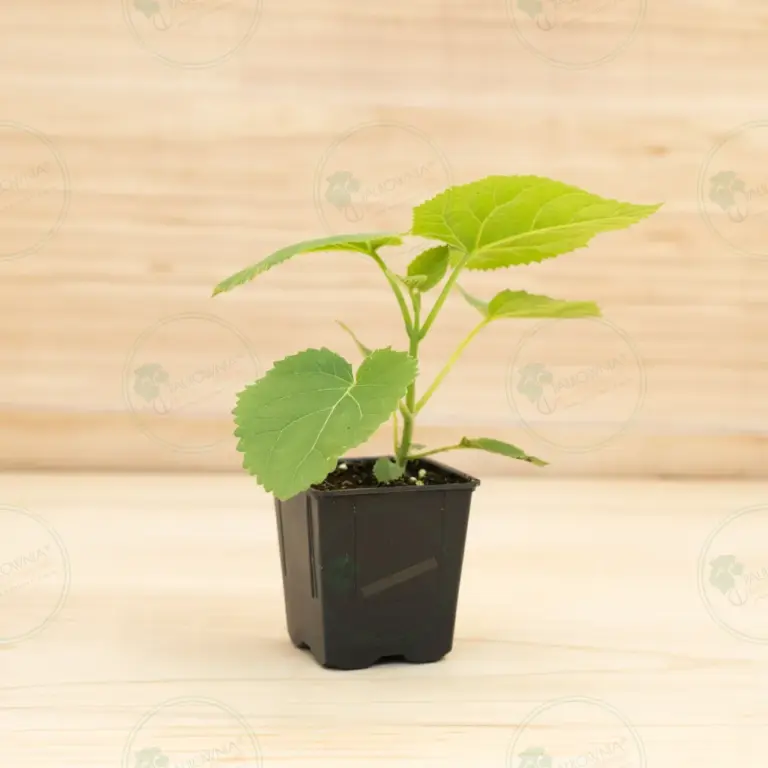 Paulownia Tomentosa – Pot 600 ml
