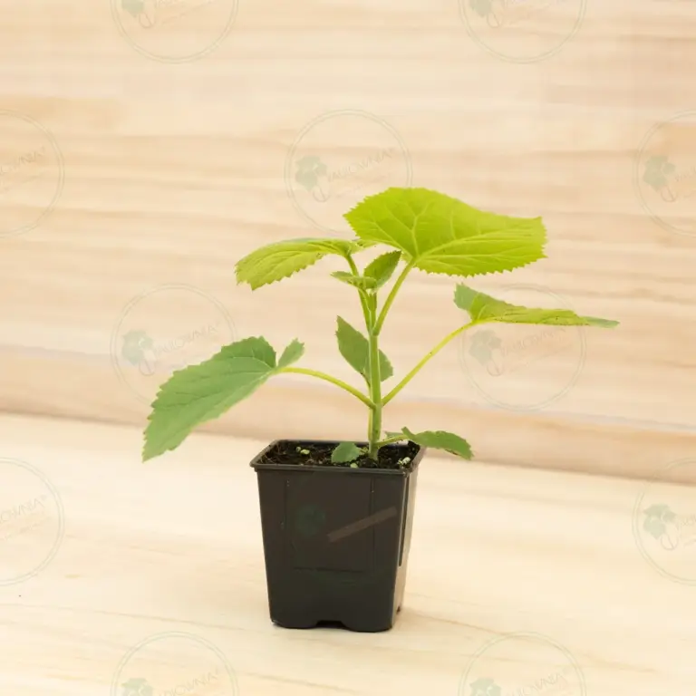 Paulownia Tomentosa – Pot 600 ml