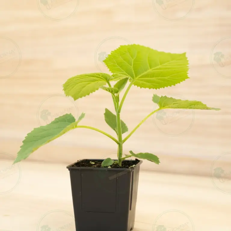 Paulownia Tomentosa – Pot 600 ml