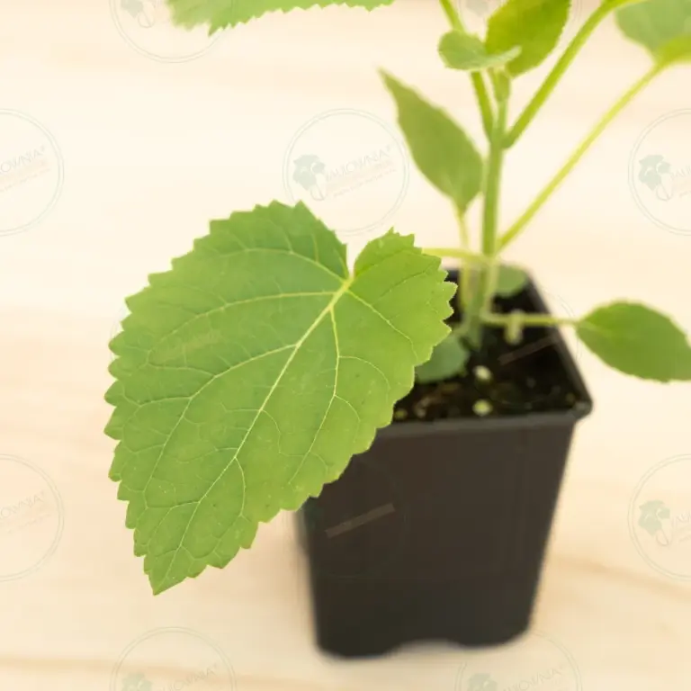Paulownia Tomentosa – Pot 600 ml