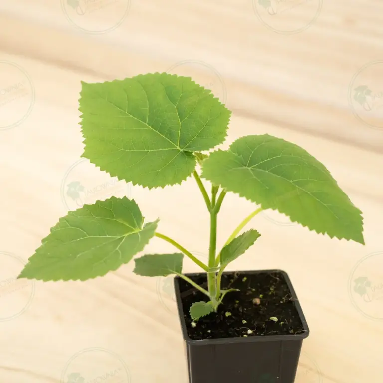 Paulownia Tomentosa – Pot 600 ml