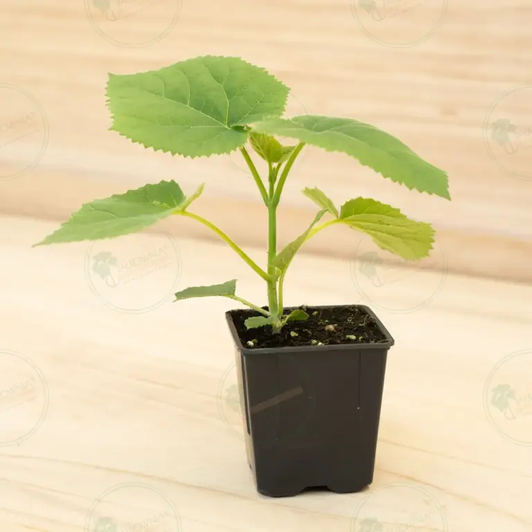 Paulownia Tomentosa – Pot 600 ml