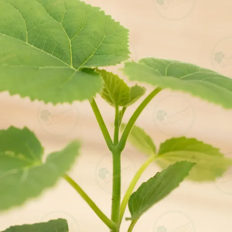 Paulownia Tomentosa – Pot 600 ml