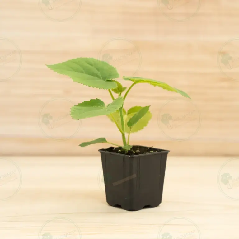 Paulownia Tomentosa – Pot 600 ml