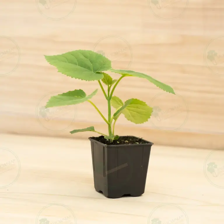 Paulownia Tomentosa – Pot 600 ml