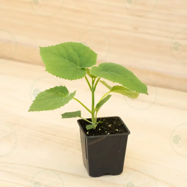 Paulownia Tomentosa – Pot 600 ml