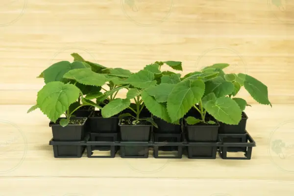 Paulownia Tomentosa – Tray