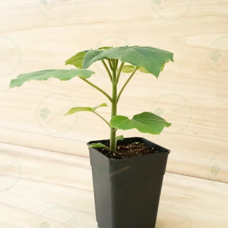Paulownia Turbo Pro® – Pot 3.6 L