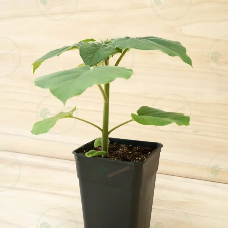 Paulownia Turbo Pro® – Pot 3.6 L