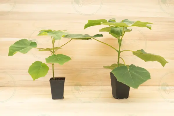 Paulownia Turbo Pro® – Pot 3.6 L