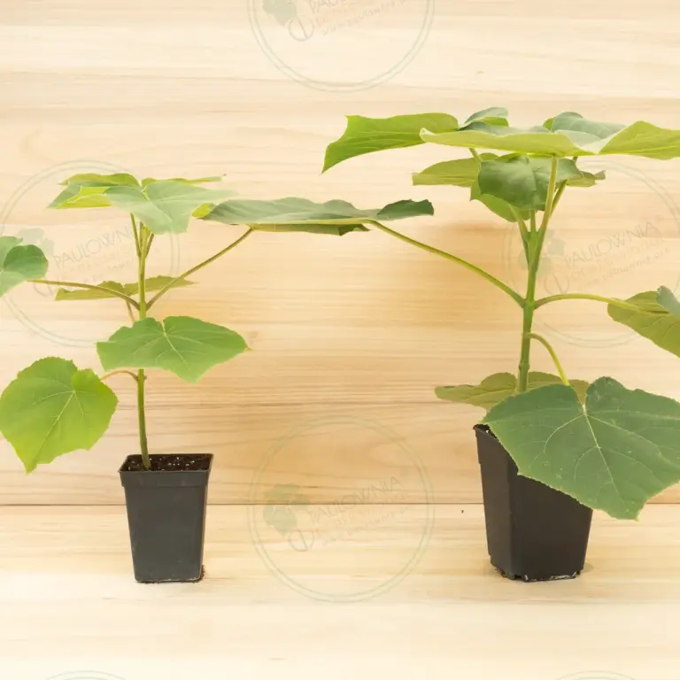 Paulownia Turbo Pro® – Pot 3.6 L