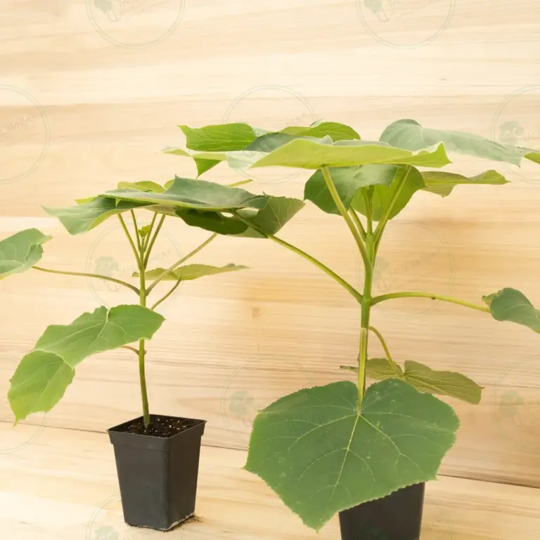 Paulownia Turbo Pro® – Pot 3.6 L