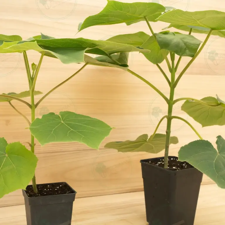 Paulownia Turbo Pro® – Pot 3.6 L