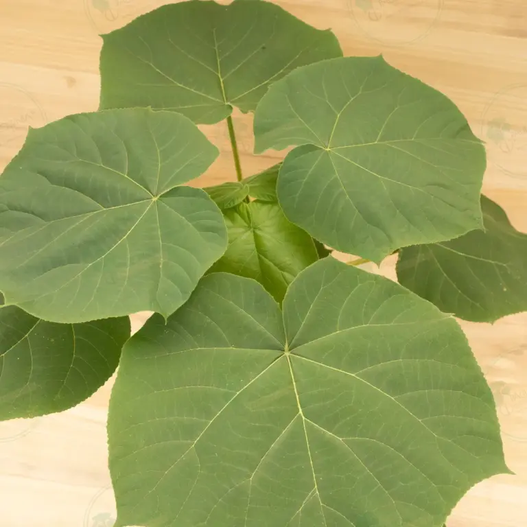 Paulownia Turbo Pro® – Pot 3.6 L