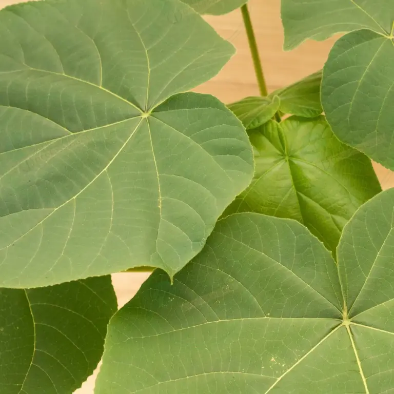 Paulownia Turbo Pro® – Pot 3.6 L