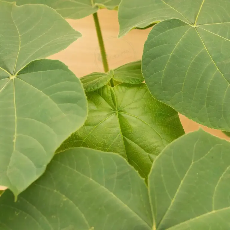 Paulownia Turbo Pro® – Pot 3.6 L