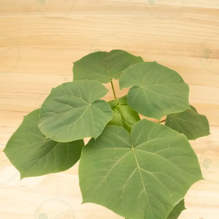 Paulownia Turbo Pro® – Pot 3.6 L