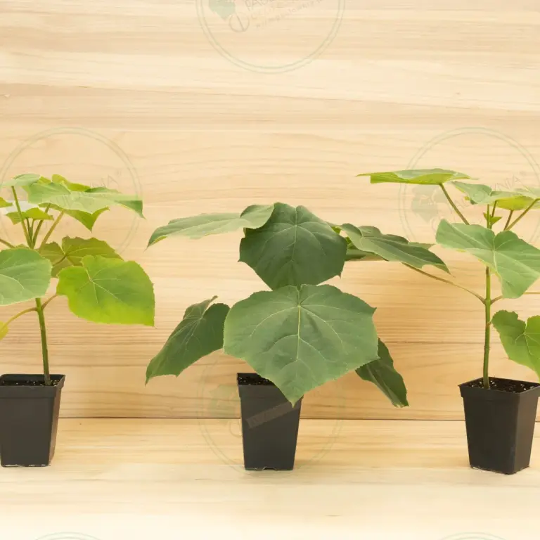 Paulownia Turbo Pro® – Pot 3.6 L