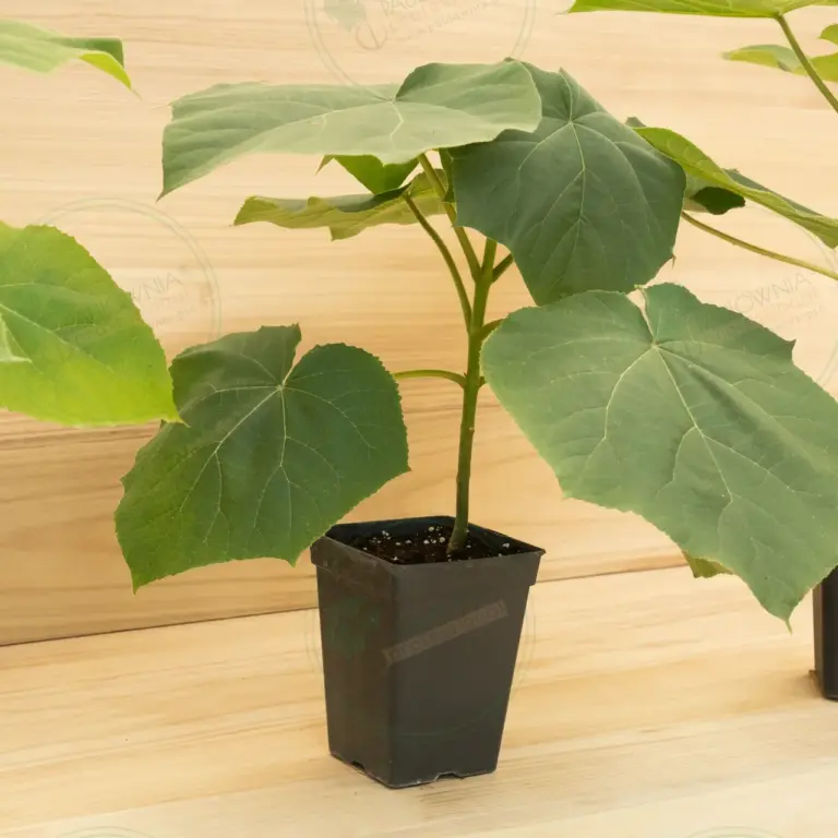 Paulownia Turbo Pro® – Pot 3.6 L