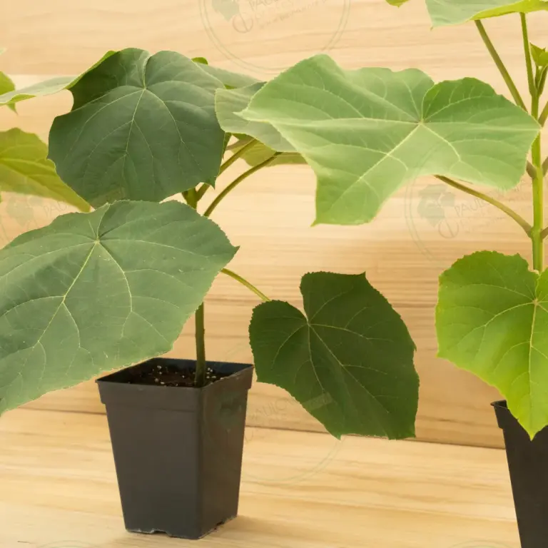 Paulownia Turbo Pro® – Pot 3.6 L