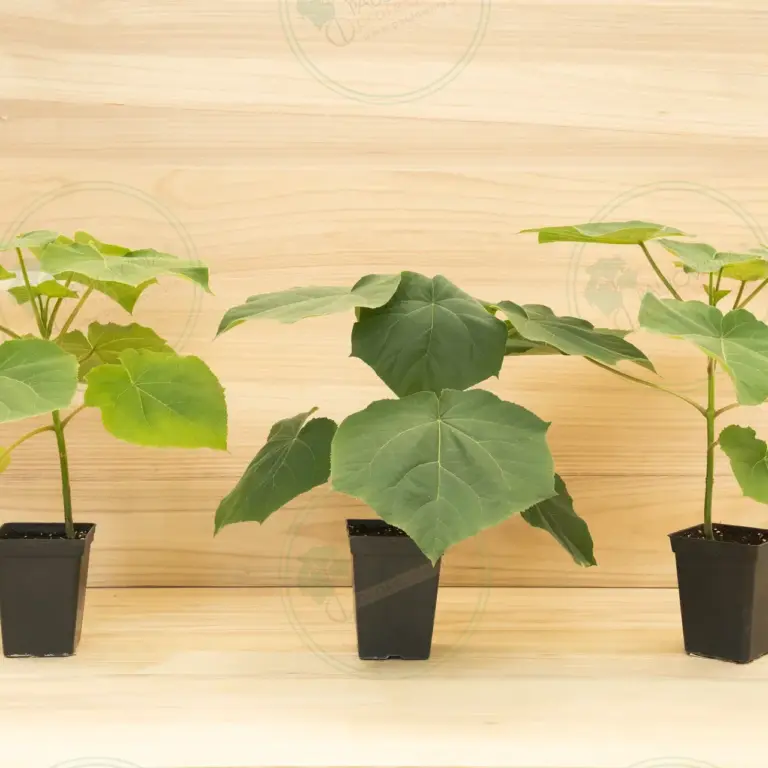 Paulownia Turbo Pro® – Pot 3.6 L
