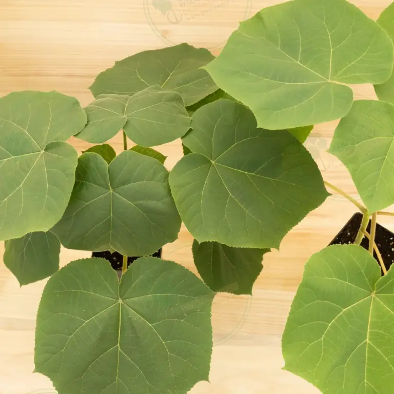 Paulownia Turbo Pro® – Pot 3.6 L