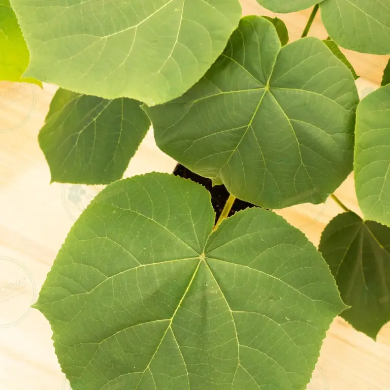 Paulownia Turbo Pro® – Pot 3.6 L