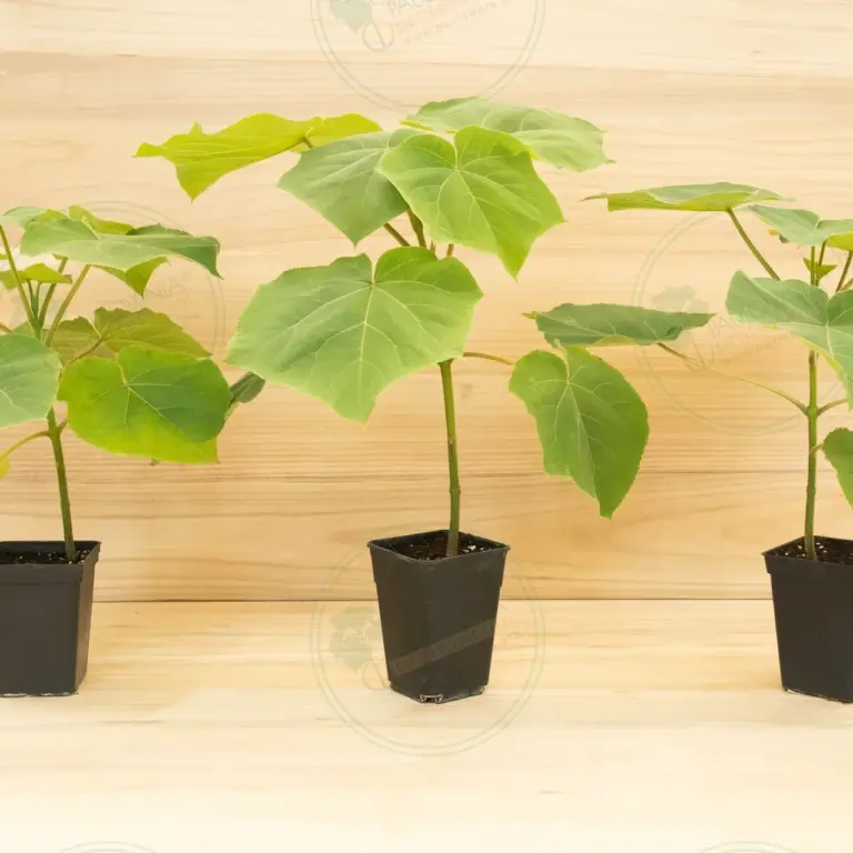 Paulownia Turbo Pro® – Pot 3.6 L