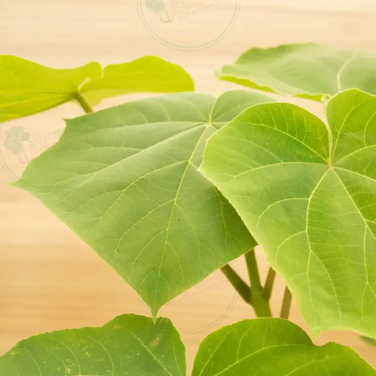 Paulownia Turbo Pro® – Pot 3.6 L