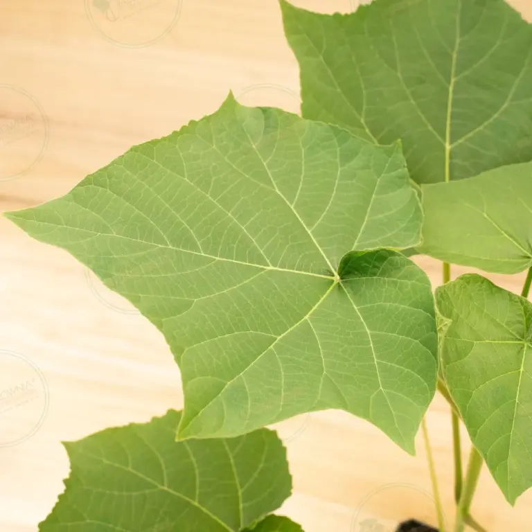 Paulownia Turbo Pro® – Pot 3.6 L