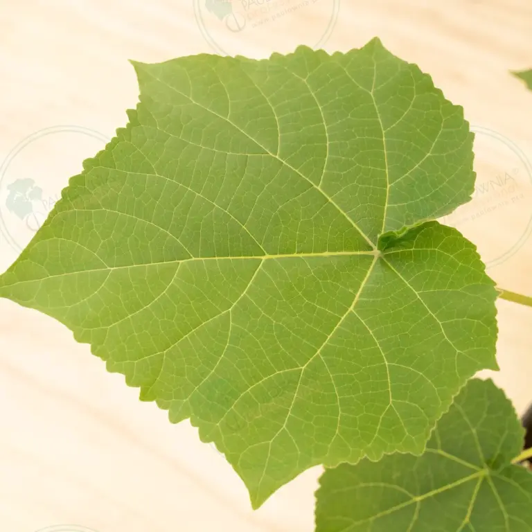 Paulownia Turbo Pro® – Pot 3.6 L
