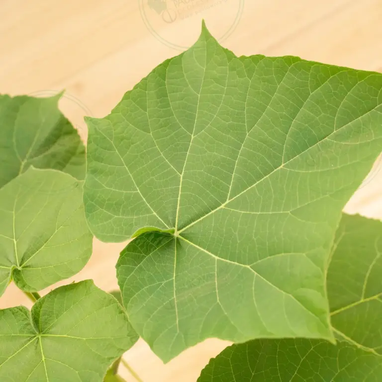 Paulownia Turbo Pro® – Pot 3.6 L