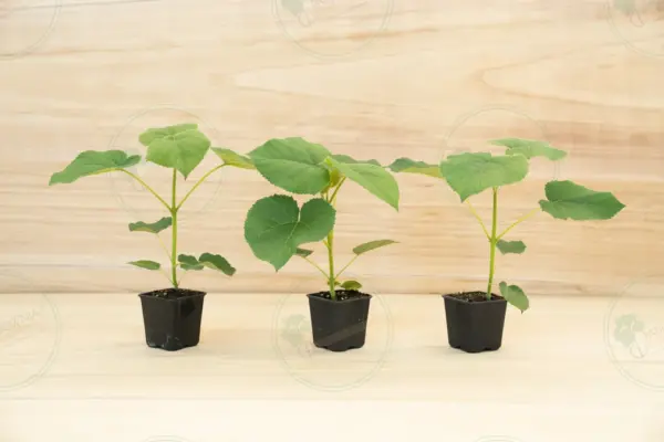 Paulownia Turbo Pro® – Pot 600 ml