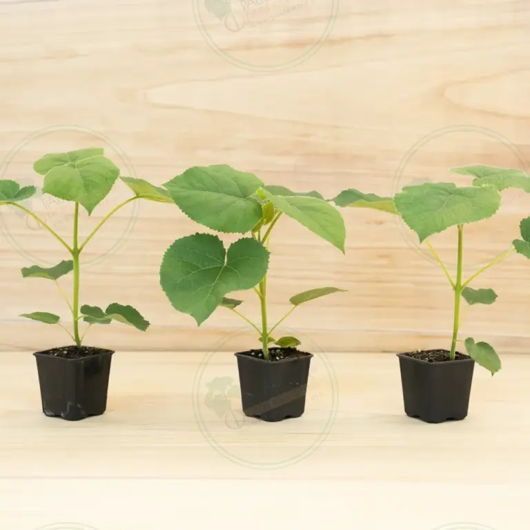 Paulownia Turbo Pro® – Pot 600 ml