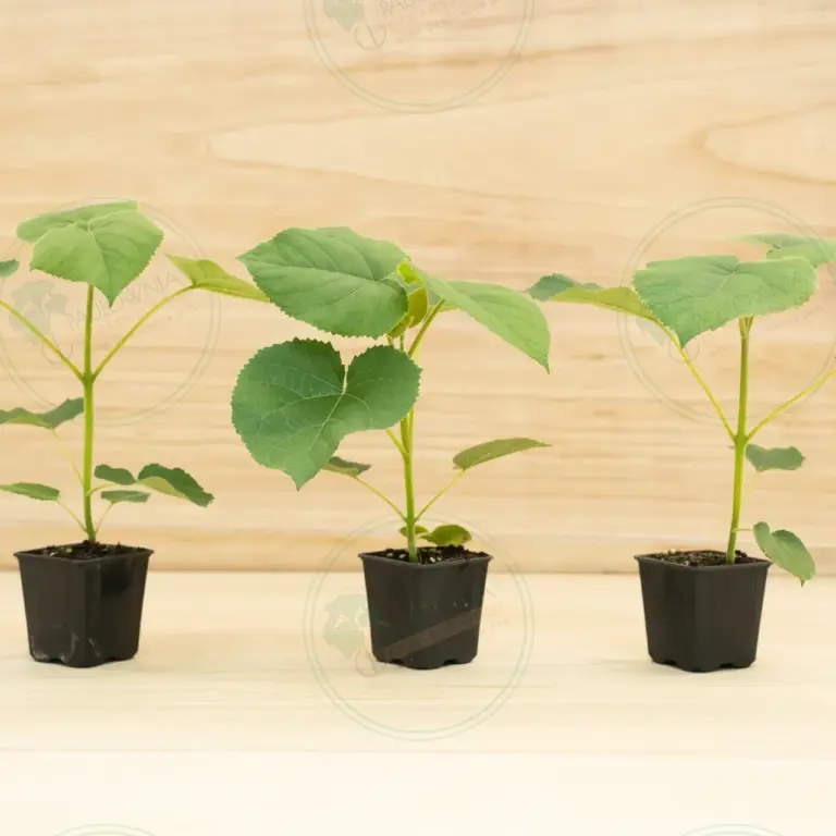Paulownia Turbo Pro® – Pot 600 ml