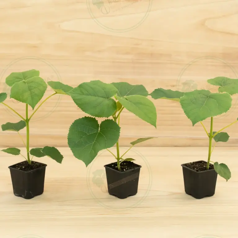 Paulownia Turbo Pro® – Pot 600 ml