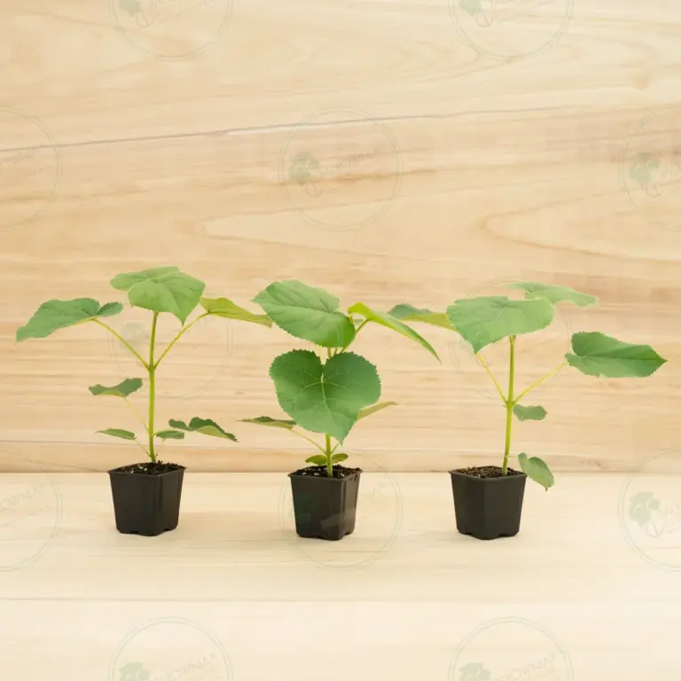 Paulownia Turbo Pro® – Pot 600 ml