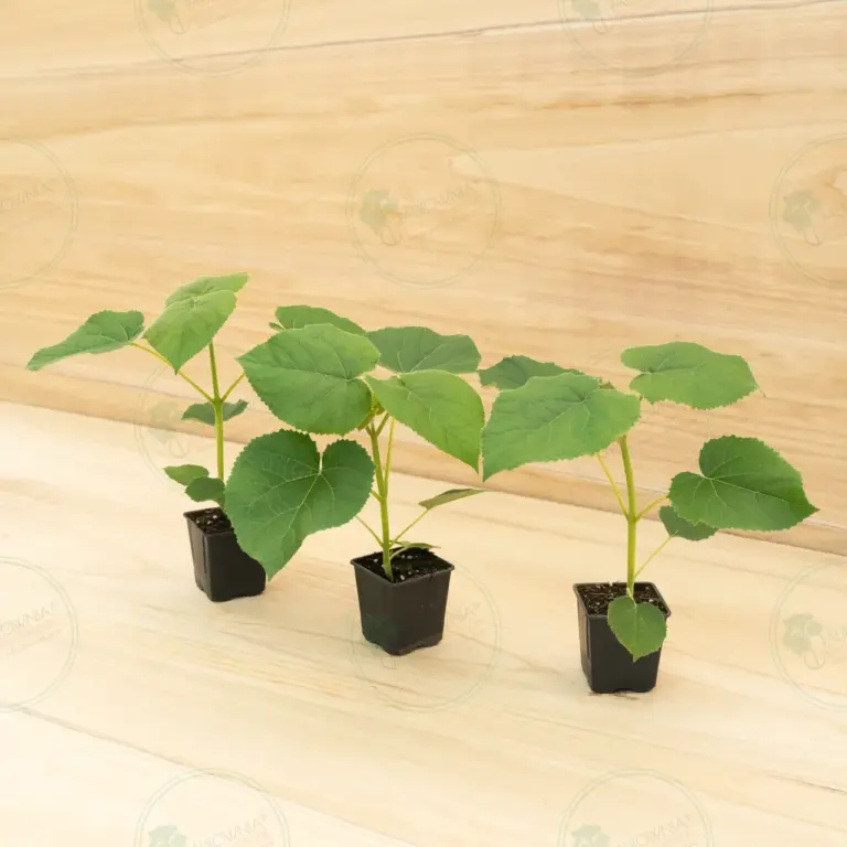 Paulownia Turbo Pro® – Pot 600 ml