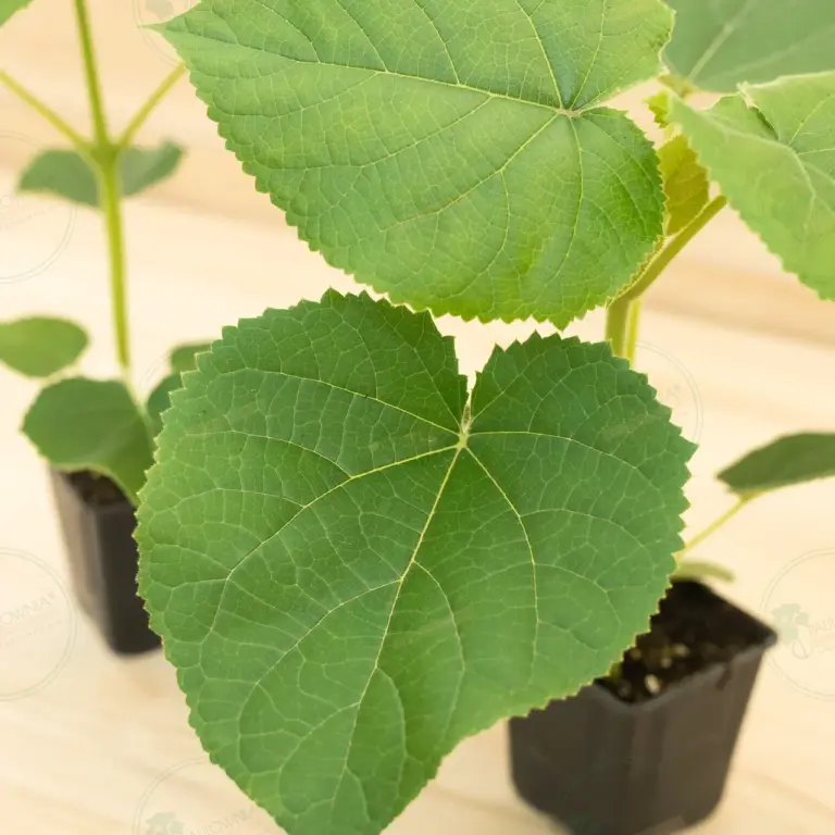 Paulownia Turbo Pro® – Pot 600 ml